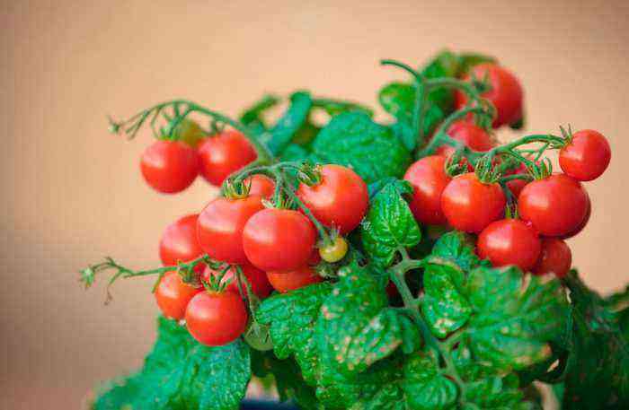 Cherry tomatoes on the windowsill care how to grow at home