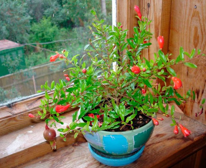 Caring for a pomegranate at home