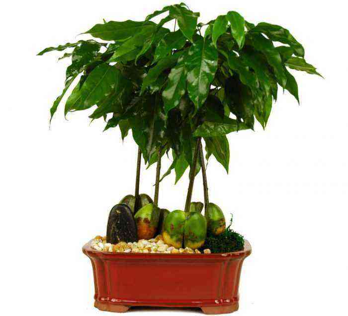 Castanospermum (Indoor chestnut) care how to grow at home