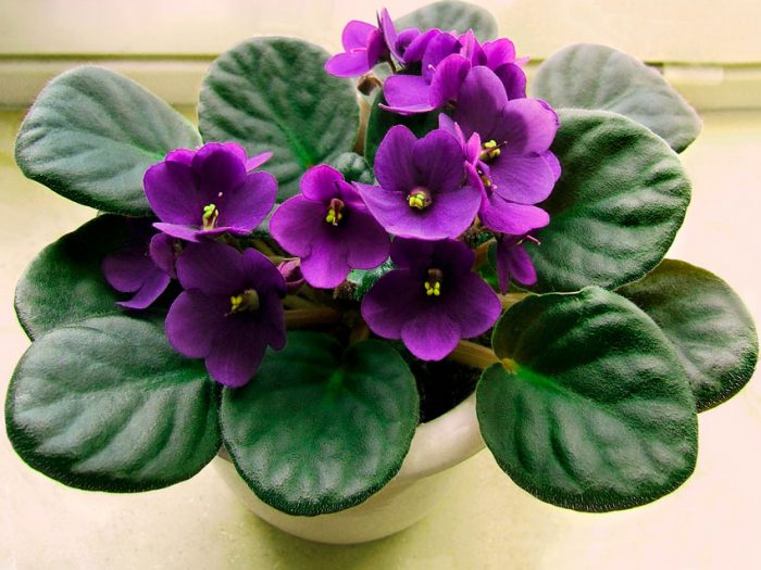 Violets care how to grow at home