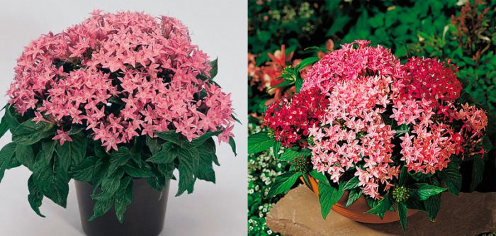 Pentas: growing and care