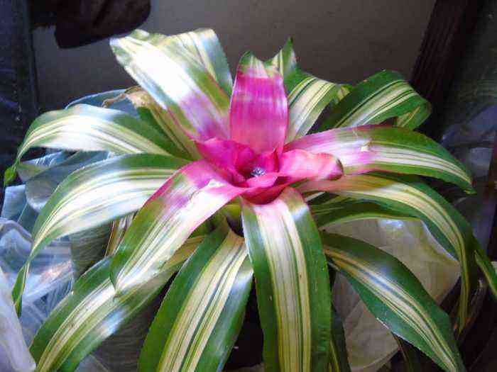 Neoregelia care how to grow at home
