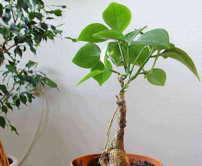 Neoalsomitra care how to grow at home