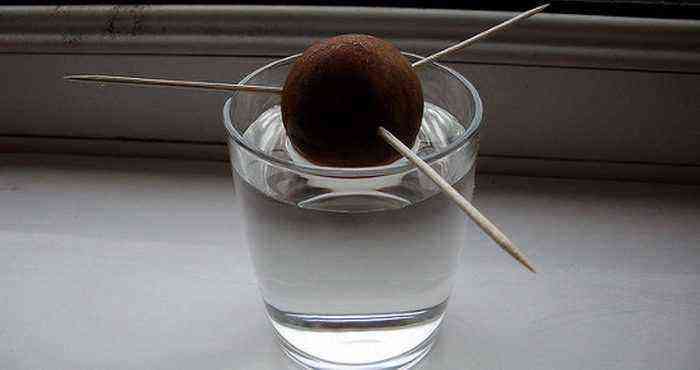 Growing an avocado at home care how to grow at home