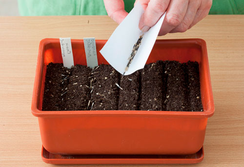 Sowing marigolds for seedlings