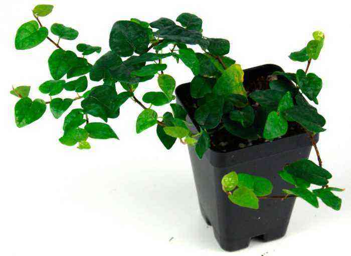 Dwarf ficus care how to grow at home