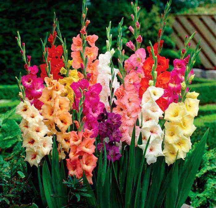 Gladiolus planting and care, cultivation