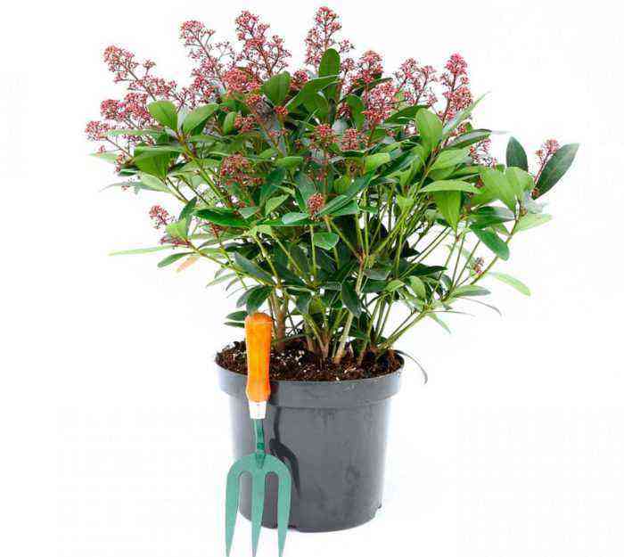 Skimmia care how to grow at home