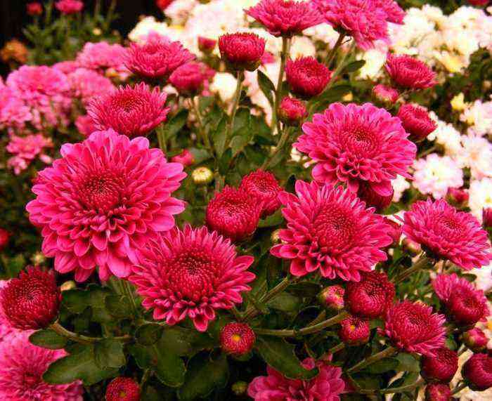Garden chrysanthemum planting and care, cultivation
