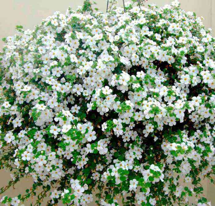 Bacopa planting and care, cultivation