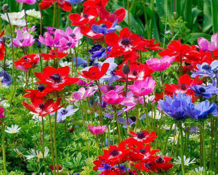 Anemone planting and care, cultivation
