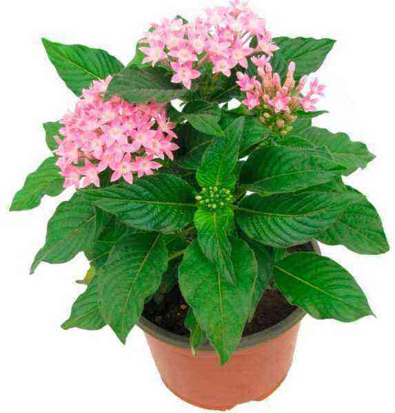 Pentas (Egyptian star) care how to grow at home