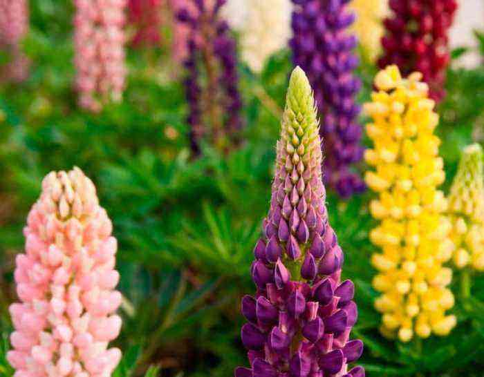 Lupine planting and care, cultivation