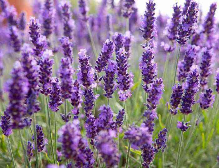 Lavender planting and care, cultivation