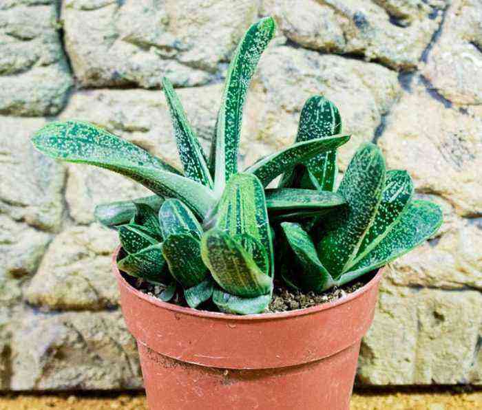 Gasteria care how to grow at home