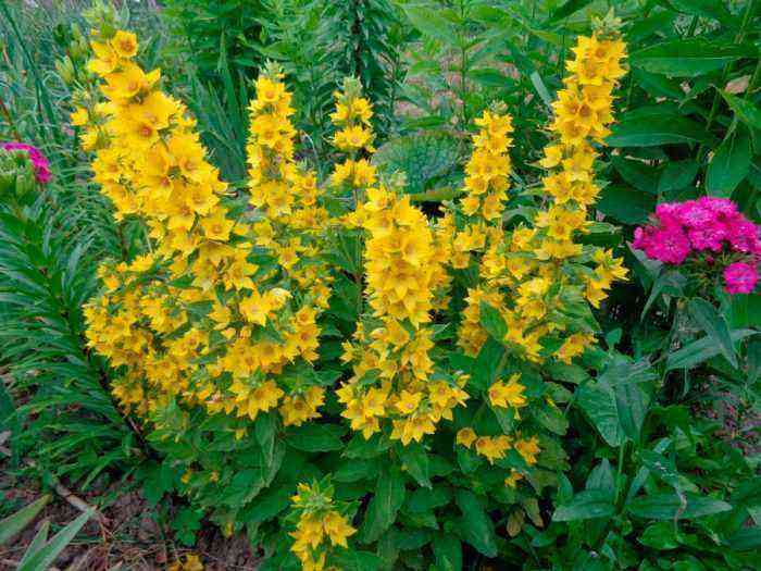 Loosestrife planting and care, cultivation