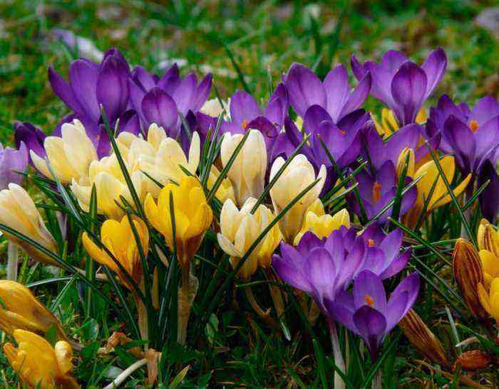 Crocus planting and care, cultivation