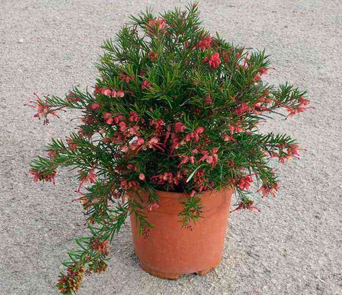 Grevillea care how to grow at home