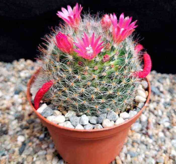 Mammillaria care how to grow at home