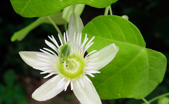 Intohimoinen kukka (Passiflora gracilis)