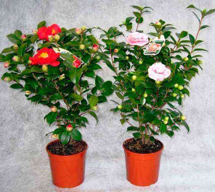 Camellia care how to grow at home