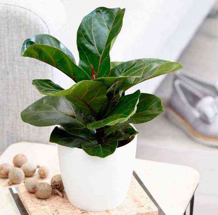 Ficus lyre care how to grow at home