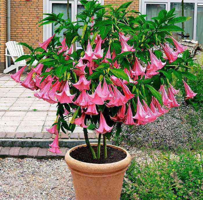 Brugmansia home,  care how to grow at home