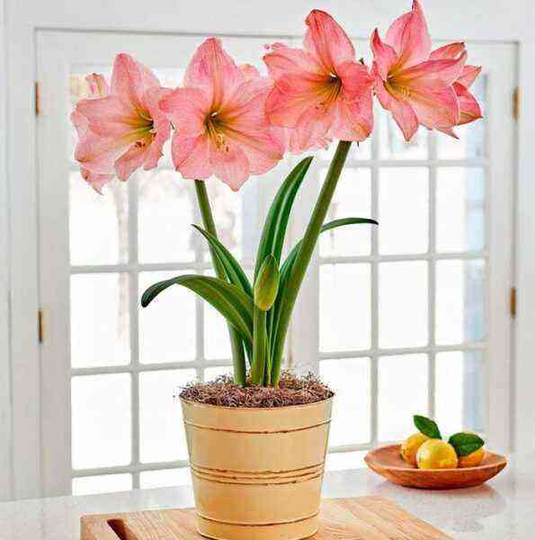 Amaryllis care how to grow at home