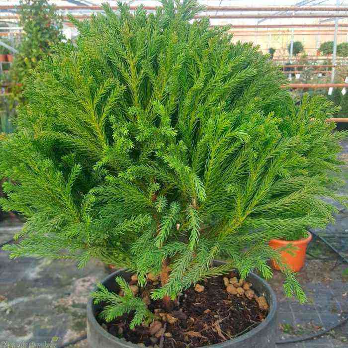Cryptomeria care how to grow at home