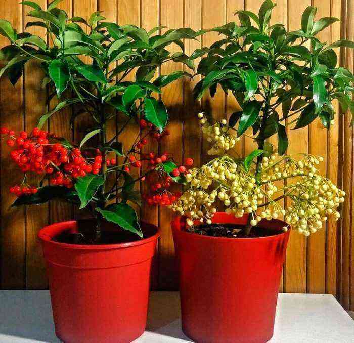 Ardisia care how to grow at home
