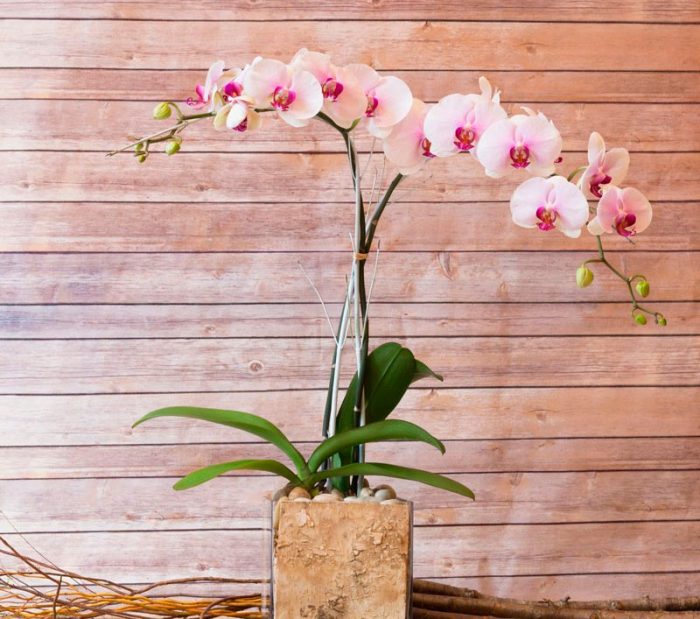 Orquídea Phalaenopsis cuida de como crescer em casa