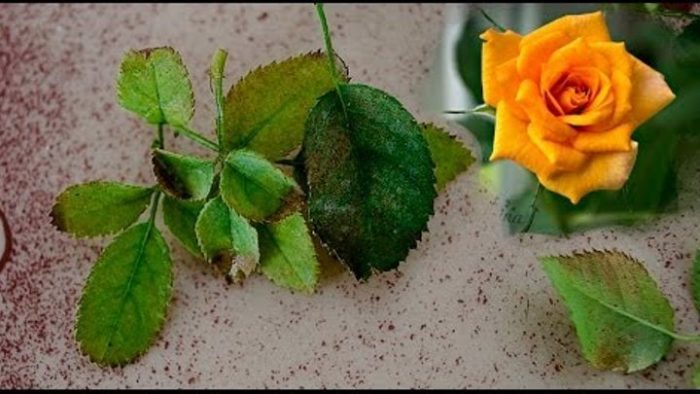 Indoor rose care how to grow at home