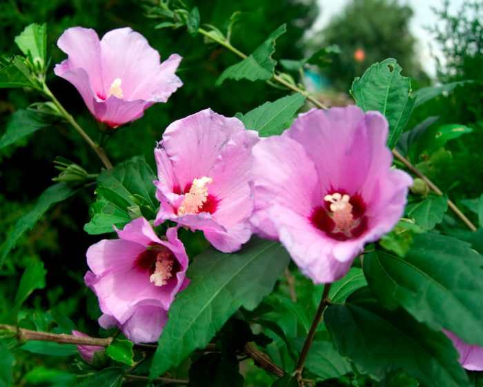 Garden hibiscus (Syrian) planting and care, cultivation