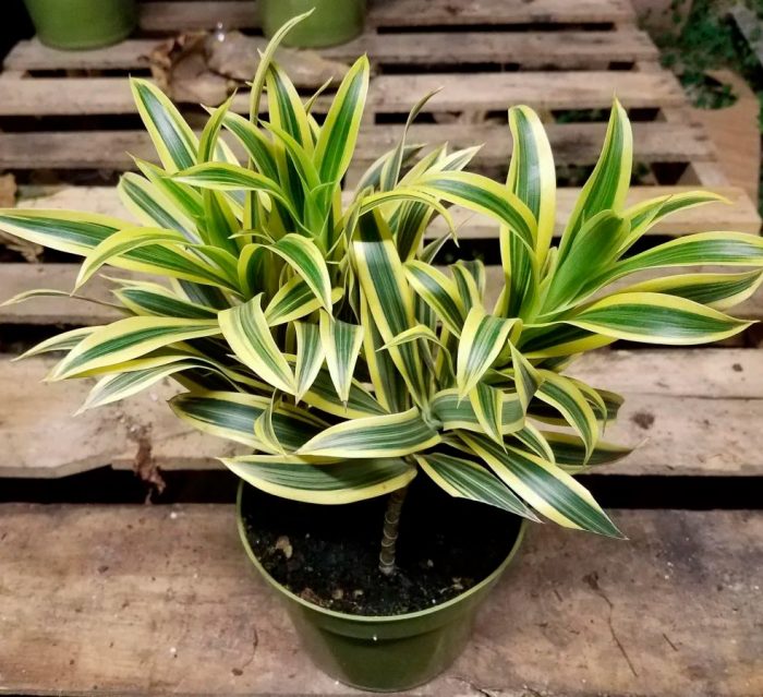 Dracaena care how to grow at home