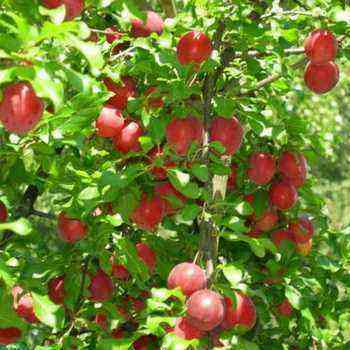 Plum varieties for the Moscow region and central Russia