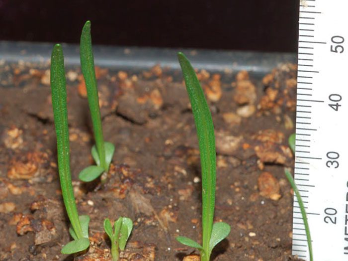 Cultivo de Liatrix a partir de semillas.