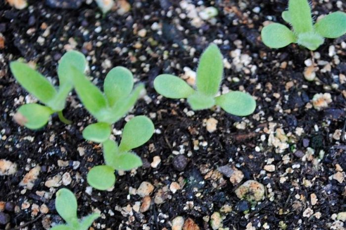 Growing arctotis from seeds