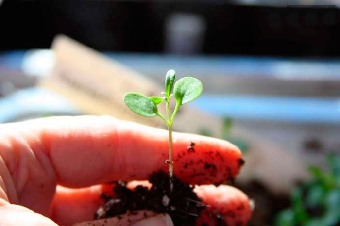Growing Iberis from seeds