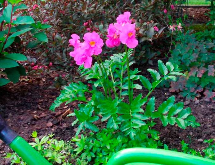 Caring for Incarvillea in the garden