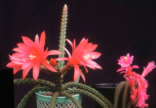 Aporocactus martianus