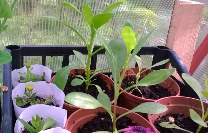 Plantio e cuidado de Osteospermum, cultivo