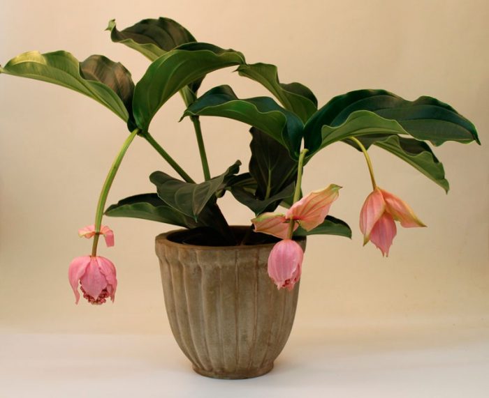Medinilla care how to grow at home