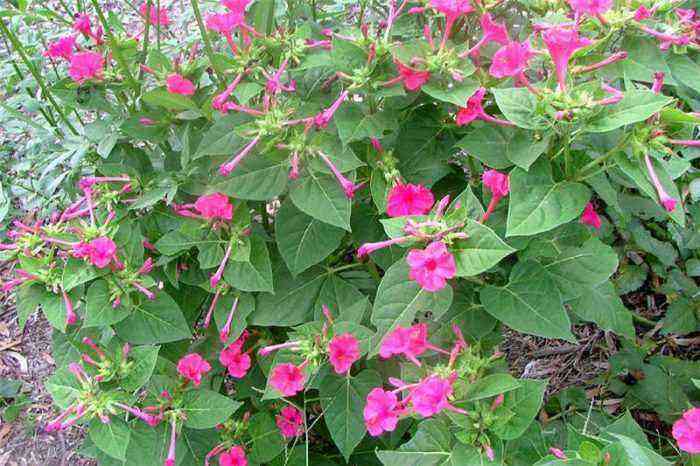 Mirabilis planting and care, cultivation