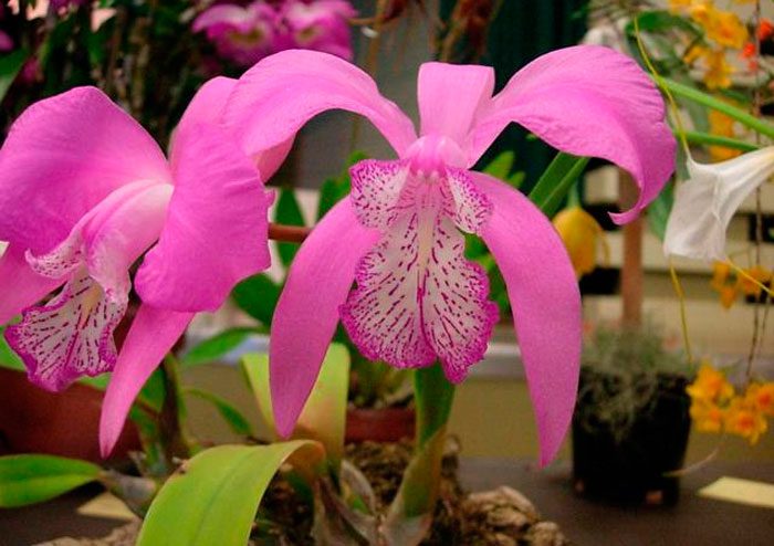 Lelia-Orchideenpflege, wie man zu Hause wächst