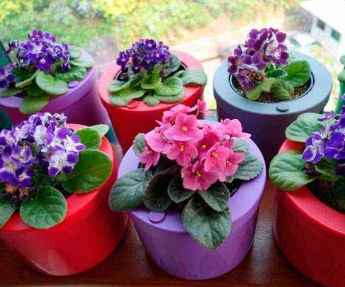 Violets care how to grow at home