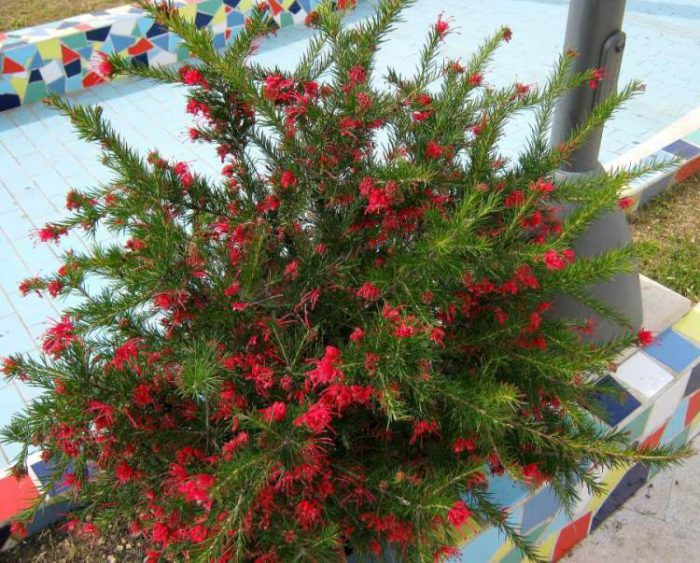Grevillea romero (Grevillea rosmarinifolia)