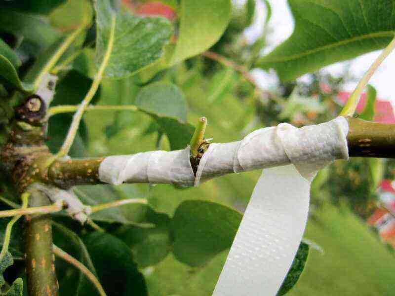 Grafting Fruit Trees: A Comparative Review of the Best Ways to Cross Trees