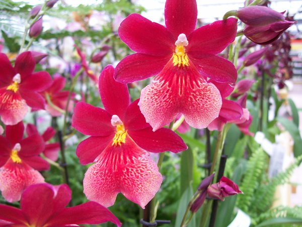 Orquídea Cambria cuida de como crescer em casa