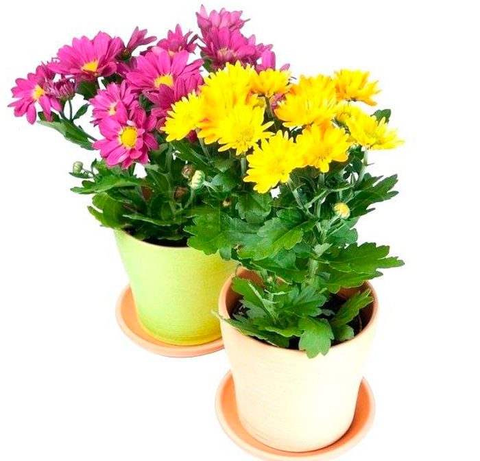 Features of home chrysanthemum