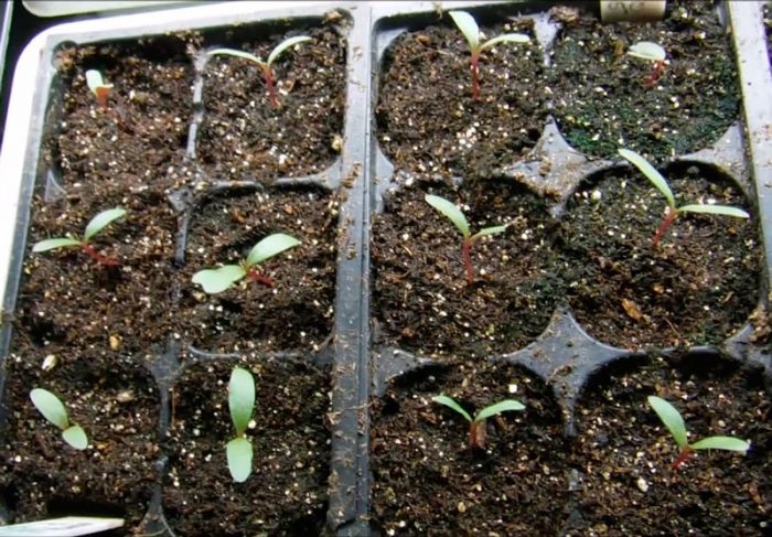 Growing gomphren from seeds